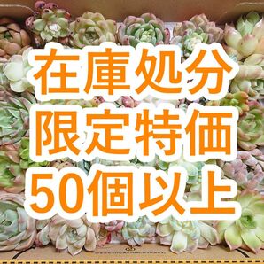 25060401 【在庫処分】 多肉植物 エケベリア 50個以上 【訳アリセット】