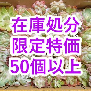 25060405 【在庫処分】 多肉植物 エケベリア 50個以上 【訳アリセット】