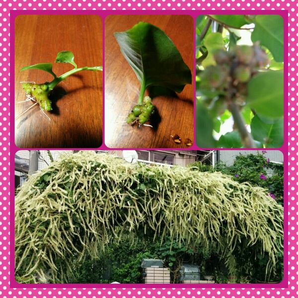おかわかめ 根芽 4こ そのまま植えてください!