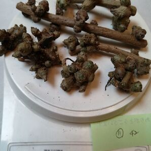 おかわかめ ムカゴ、種根、根芽 50g