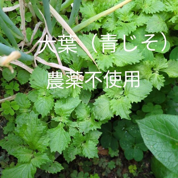 大葉(青じそ)農薬不使用 幼苗 20苗
