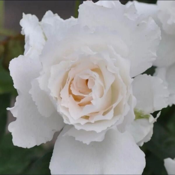 人気の薔薇 強香 四季咲き バラ苗 挿木苗