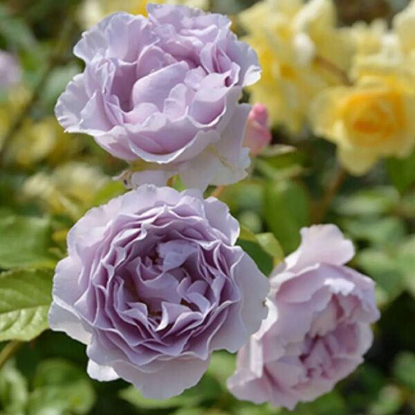 人気の藤色系の薔薇 強健 薔薇苗 挿木苗