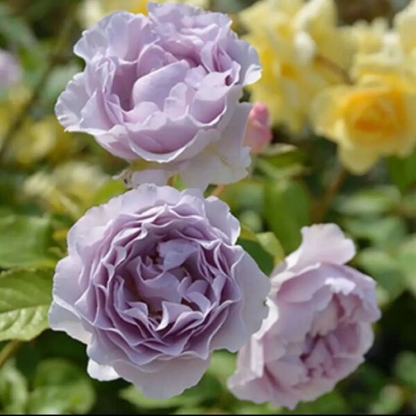 人気の藤色系の薔薇 強健 薔薇苗 挿木苗