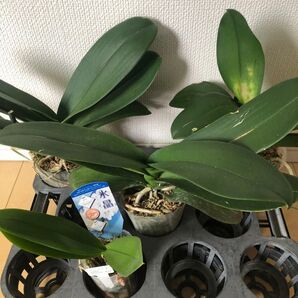 育成用胡蝶蘭株 ミディ 大輪 4株セット