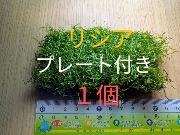 (水草)巻きたて リシアプレート(水中葉)(無農薬)(1個)
