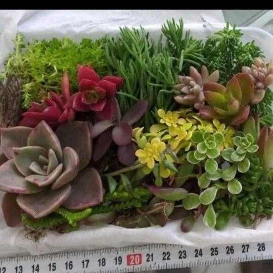多肉植物 品種色々詰め合わせ100g程