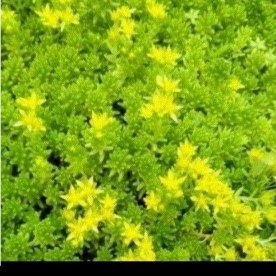 多肉植物 セダム 抜き苗