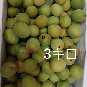 3キロ 徳島神山産 青梅 無農薬 無選別 訳あり