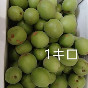 キズ有り 1キロ 徳島神山産 青梅 南高梅 無農薬
