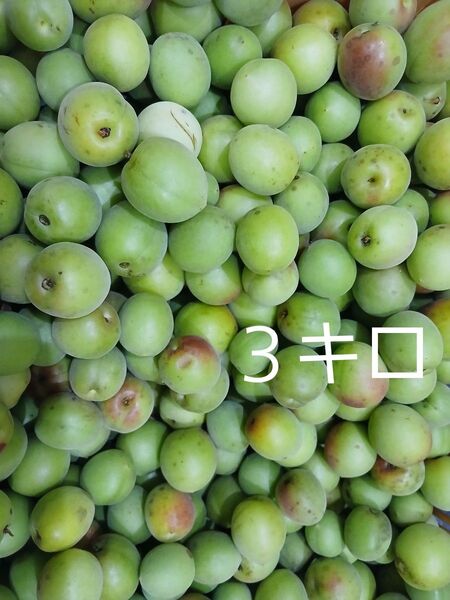 訳あり 3キロ 徳島神山産 青梅 無農薬 産地直送