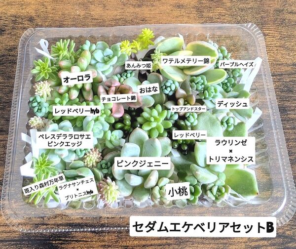多肉植物 カット苗 セダムエケベリアセットB