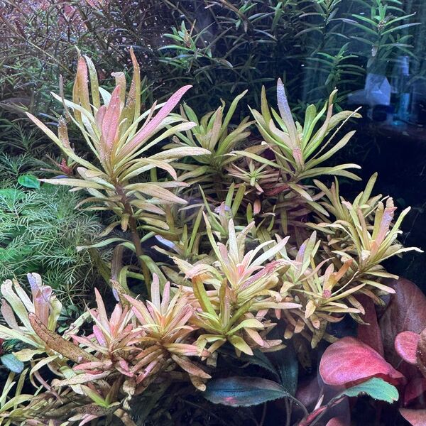 【リセット特価】ゴールデンネサエア 3本 水草 イエローアマニア アクアリウム