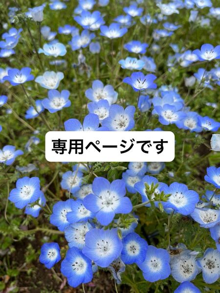 ウィッグ