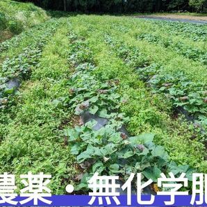 安納芋紅苗 10本+1本 無農薬 農家直送 鹿児島産