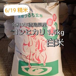 ☆令和6年徳島県産 コシヒカリ 1.5kg□白米