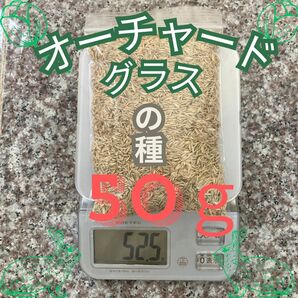 オーチャードグラスの種50g分