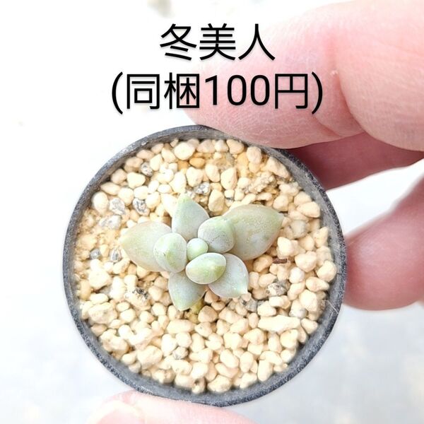 多肉植物 冬美人 同梱100円赤ちゃん根付き苗
