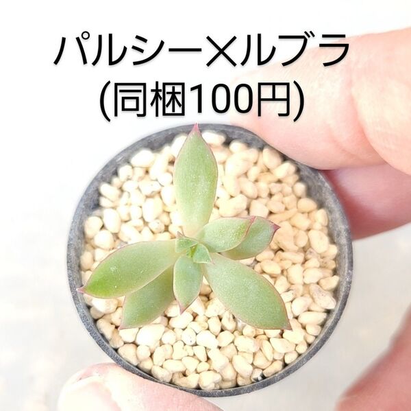 多肉植物 バルシー×ルブラ 同梱100円赤ちゃん根付き苗