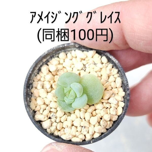 多肉植物 アメイジンググレイス 同梱100円赤ちゃん根付き苗