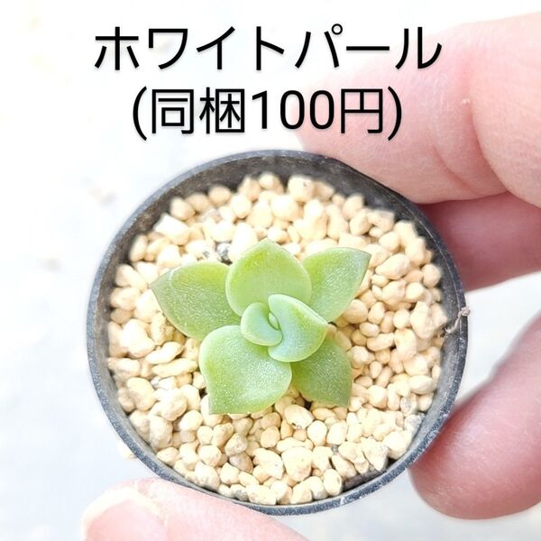 多肉植物 ホワイトパール 同梱100円赤ちゃん根付き苗