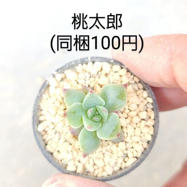 多肉植物 桃太郎 同梱100円赤ちゃん根付き苗