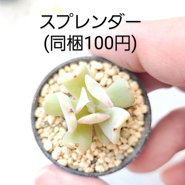多肉植物 スプレンダー 同梱100円赤ちゃん根付き苗