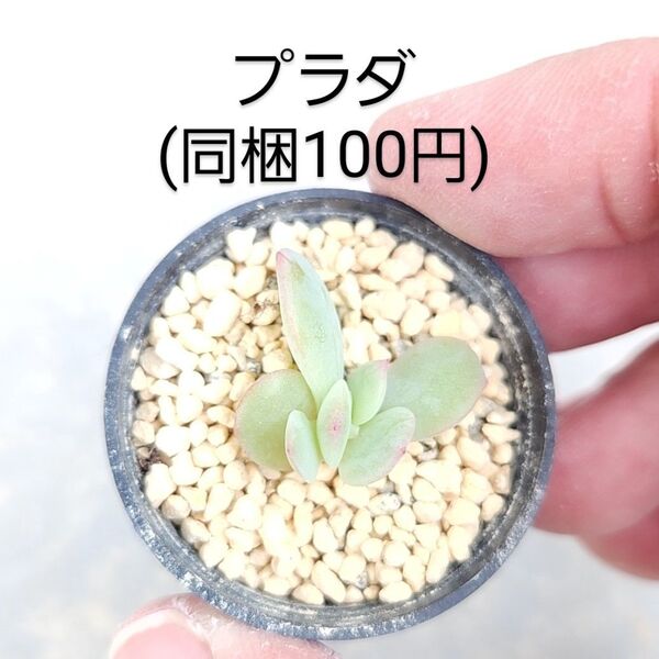 多肉植物 プラダ 同梱100円赤ちゃん根付き苗