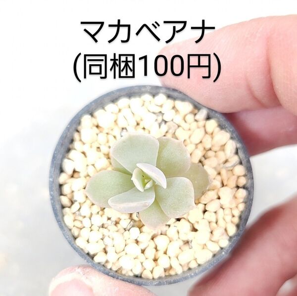 多肉植物 マカベアナ 同梱100円赤ちゃん根付き苗