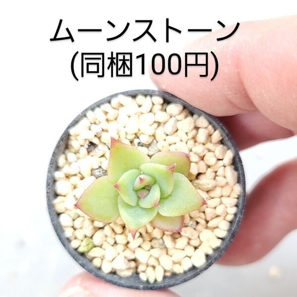 多肉植物 ムーンストーン 同梱100円赤ちゃん根付き苗