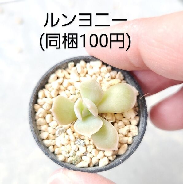 多肉植物 ルンヨニー 同梱100円赤ちゃん根付き苗