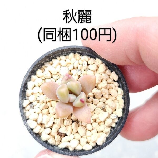 多肉植物 秋麗 同梱100円赤ちゃん根付き苗