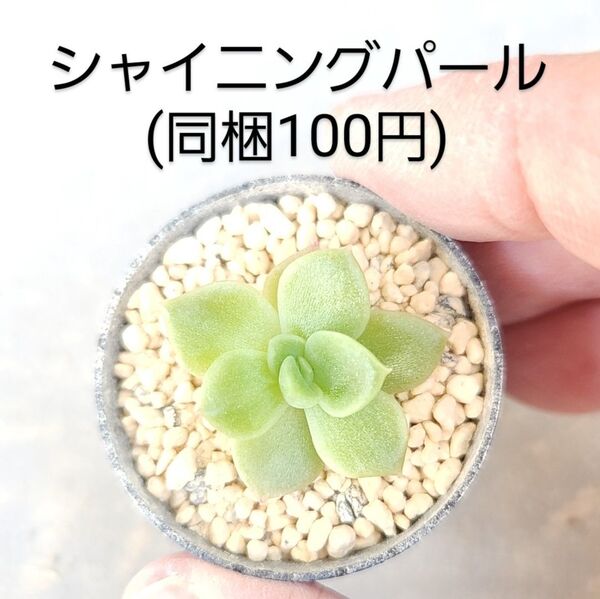 多肉植物 シャイニングパール 同梱100円赤ちゃん根付き苗