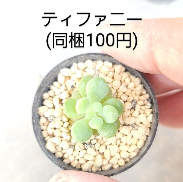 多肉植物 ティファニー 同梱100円赤ちゃん根付き苗