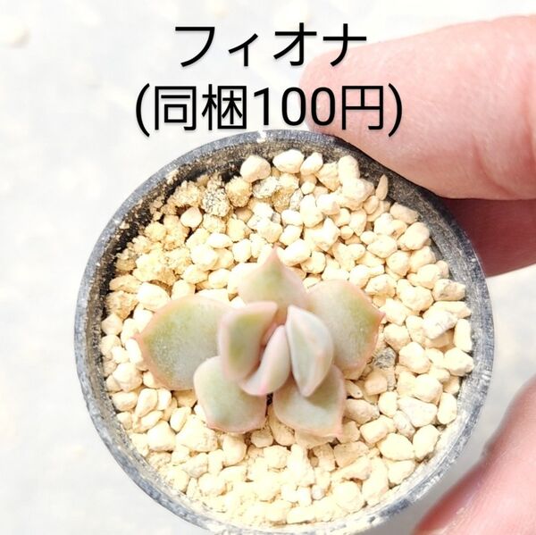 多肉植物 フィオナ 同梱100円赤ちゃん根付き苗