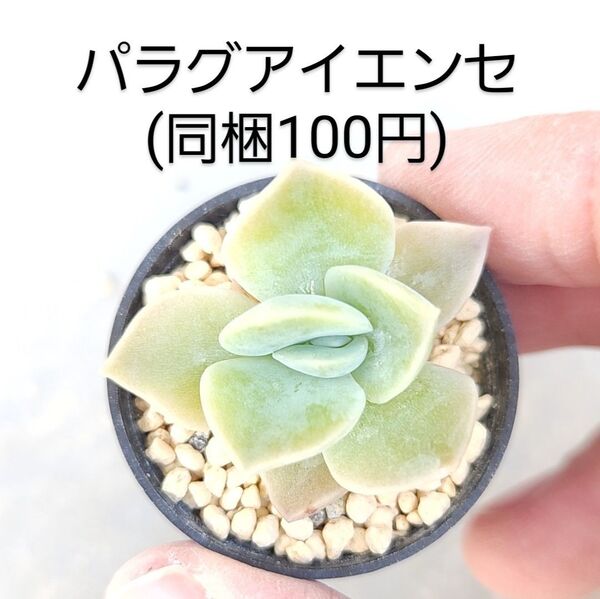 多肉植物 パラグアイエンセラベンダーフォーム 同梱100円赤ちゃん根付き苗