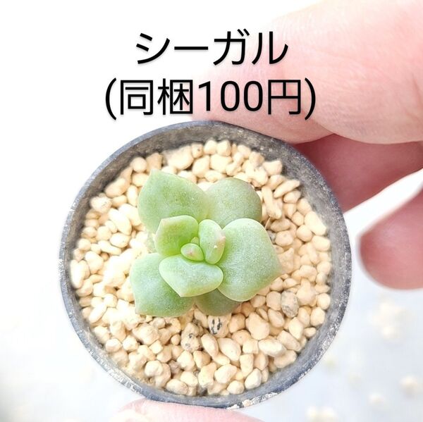 多肉植物 シーガル 同梱100円赤ちゃん根付き苗