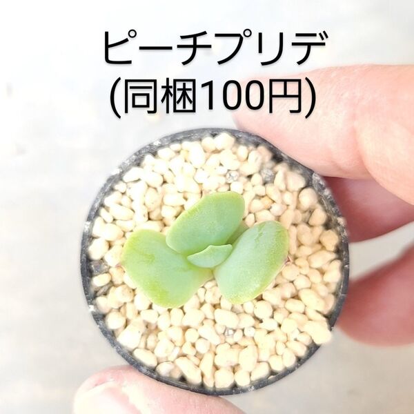 多肉植物 ピーチプリデ 同梱100円赤ちゃん根付き苗