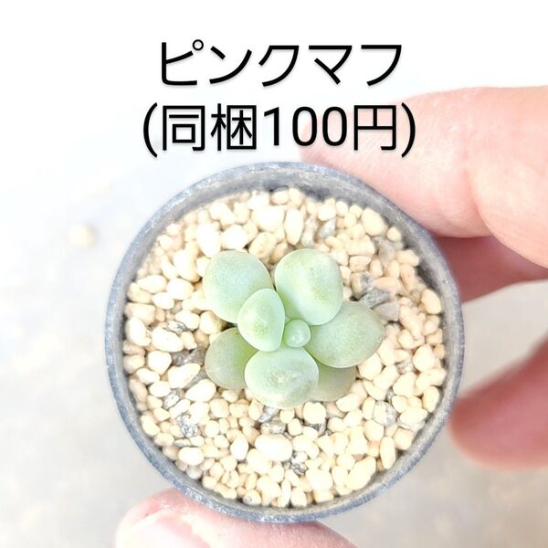 多肉植物 ピンクマフ 同梱100円赤ちゃん根付き苗