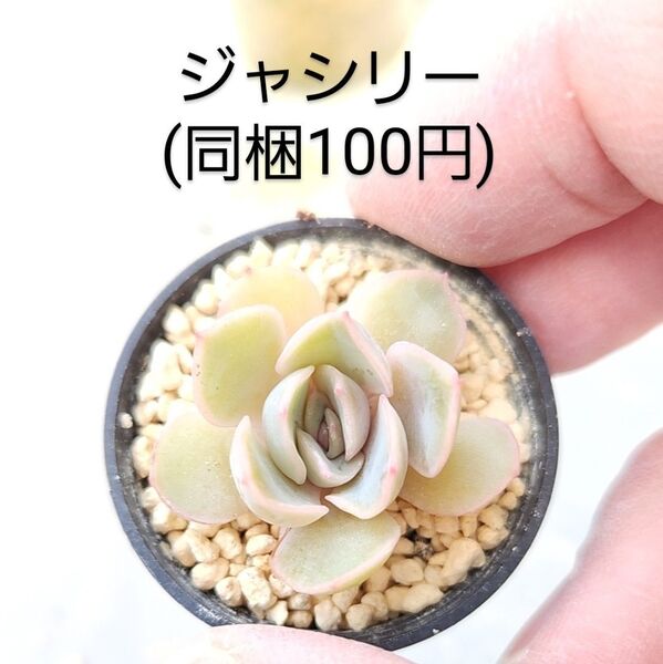 多肉植物 ジャシリー 同梱100円赤ちゃん根付き苗