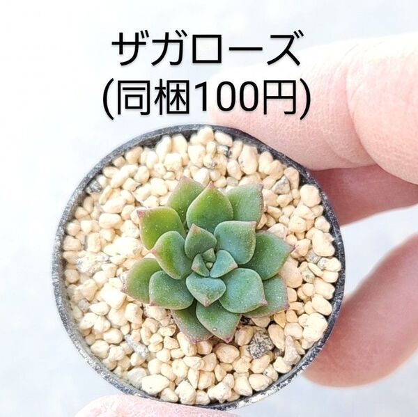 多肉植物 ザガローズ 同梱100円赤ちゃん根付き苗