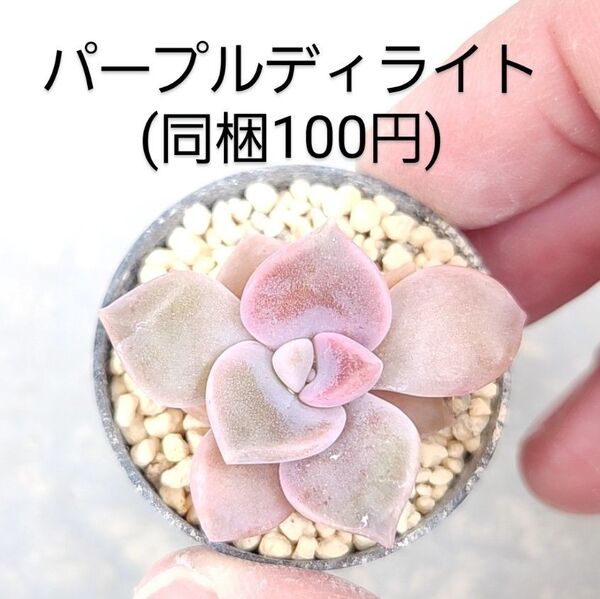 多肉植物 同梱100円赤ちゃん根付き苗