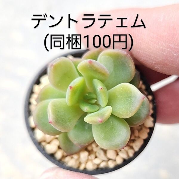 多肉植物 デントラチェム 同梱100円赤ちゃん根付き苗