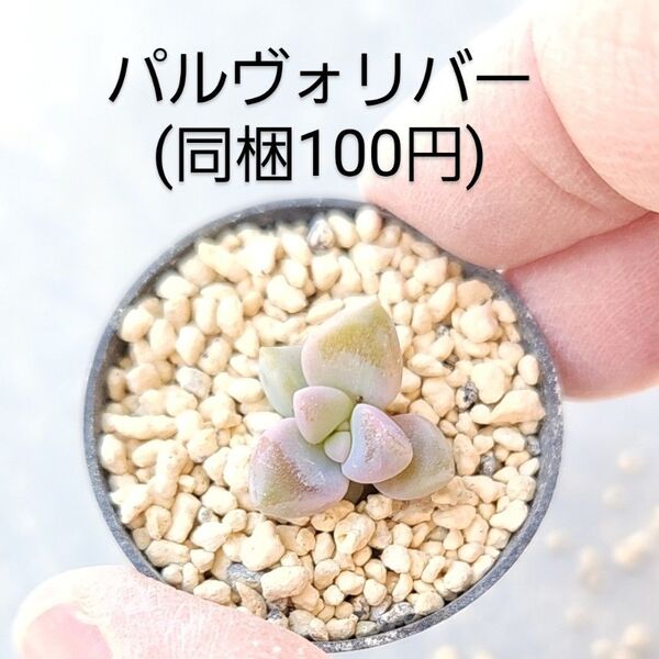 多肉植物 パルヴォリバー 同梱100円赤ちゃん根付き苗