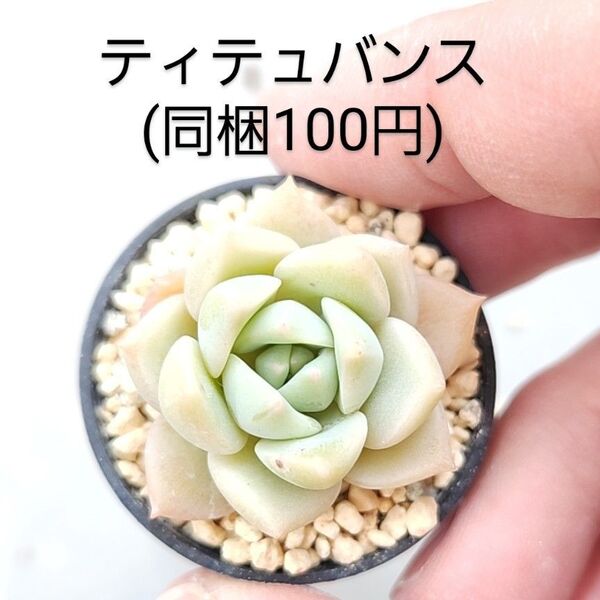 多肉植物 ティテュバンス 同梱100円赤ちゃん根付き苗
