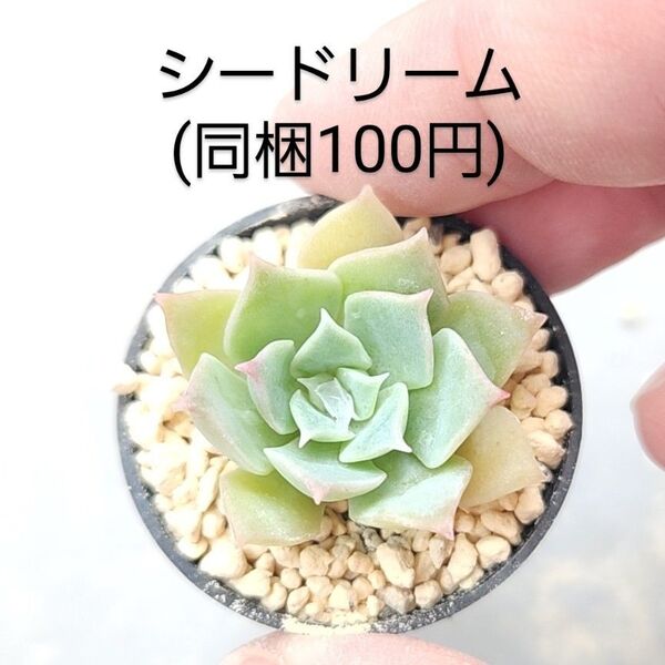 多肉植物 シードリーム 同梱100円赤ちゃん根付き苗