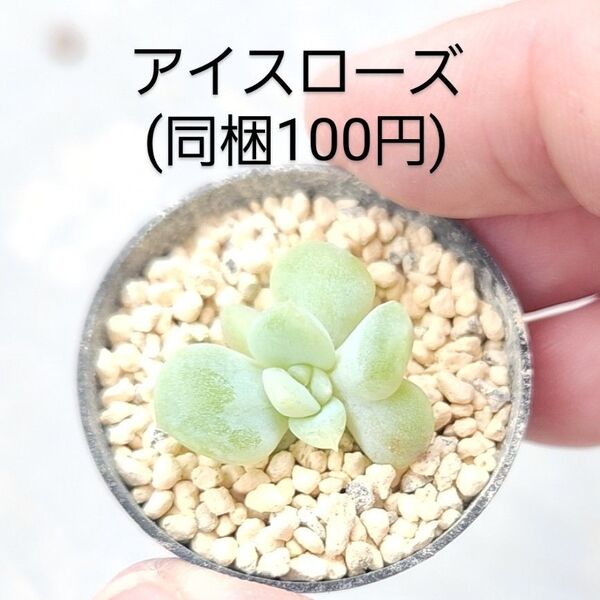 多肉植物 アイスローズ 同梱100円赤ちゃん根付き苗