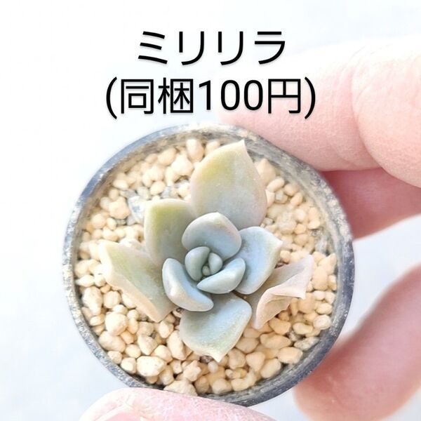 多肉植物 ミリリラ 同梱100円赤ちゃん根付き苗