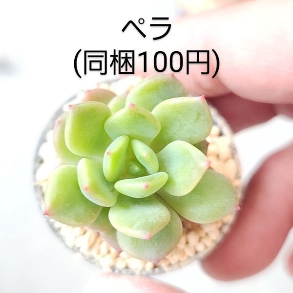 多肉植物 ペラ 同梱100円赤ちゃん根付き苗