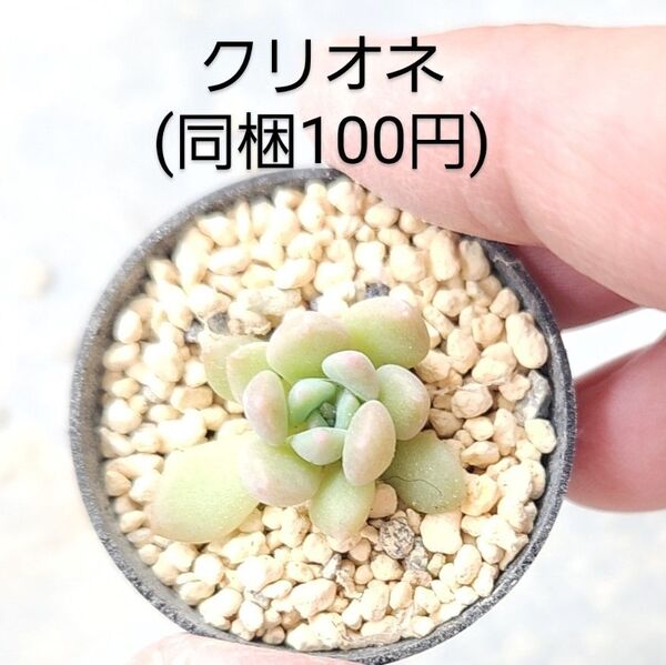 多肉植物 クリオネ 同梱100円赤ちゃん根付き苗